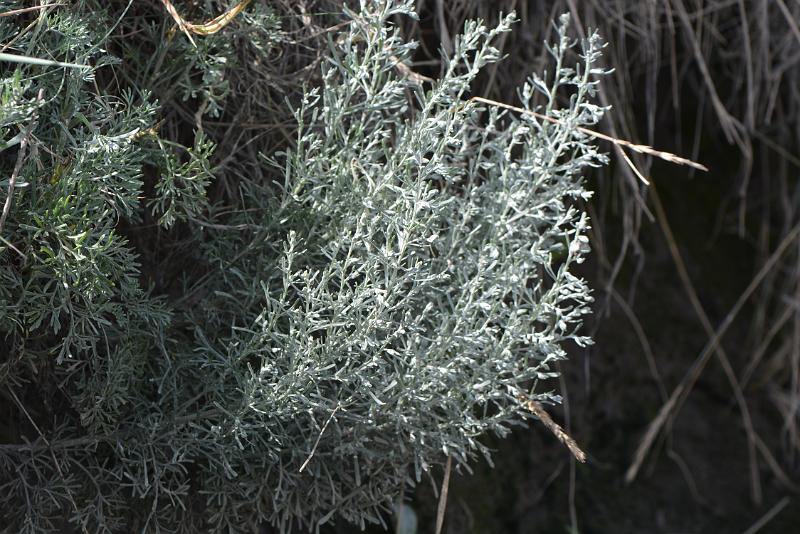 Artemisia maritima - Zeealsem.JPG